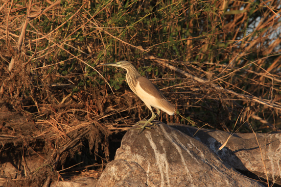 Elephantine1 Kwak<br>Vogelspotten rondom Elephantine Island  1650-Elephantine-Island-vogelspotten-3693.jpg