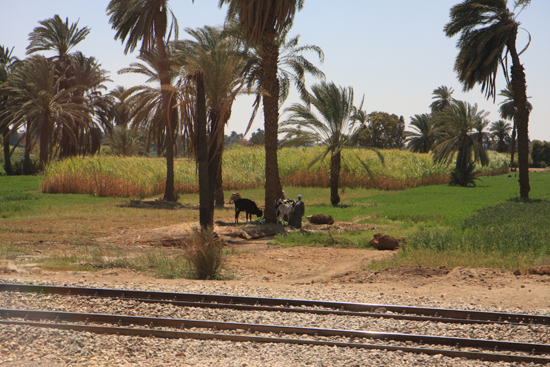 Luxor Onderweg naar Luxor 2120-Op-weg-naar-Luxor-4049.jpg