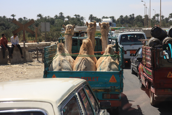 Luxor Kamelenvervoer<br>Onderweg naar Luxor 2130-Kamelenvervoer-4056.jpg