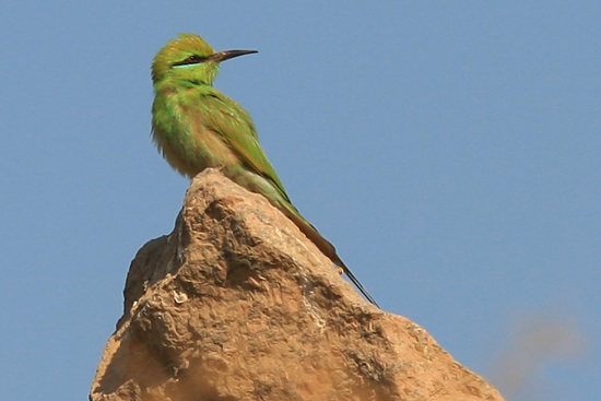 Karnak Kleine groene bijeneter<br>Amun tempel - Karnak 2510-Karnak-Temple-of-Amun-4296.jpg