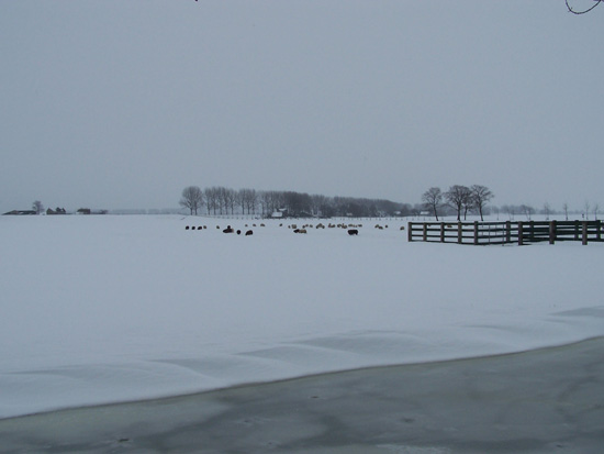 Kruiendijs Sneeuw in de Beemster 110-Schapen-in-de-Beemster-in-de-sneeuw-5102.jpg