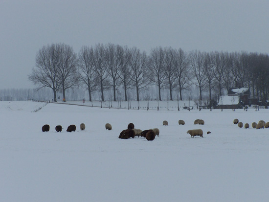 Kruiendijs Sneeuw in de Beemster 120-Schapen-in-de-sneeuw-5105.jpg