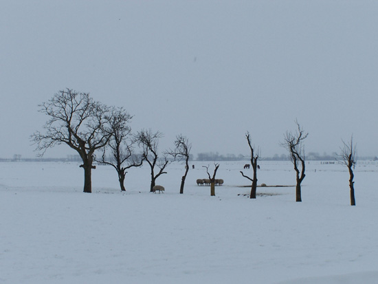 Min12 Sneeuw in de Beemster 140-Beemster-polderlandschad-5107.jpg