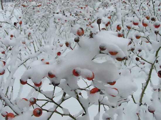 Hoornsneeuw Julianapark 820_4826.jpg