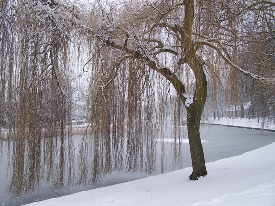 Hoornsneeuw Draafsingel 900_4847.jpg