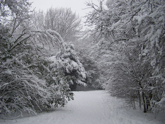 Hoornsneeuw Risdam park 940_4866.jpg