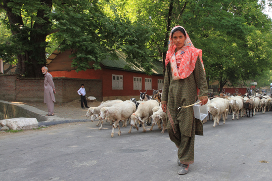 Pahalgam2 Nomaden met kudde schapen<br><br> 0650-Pahalgam-Kashmir-2942.jpg