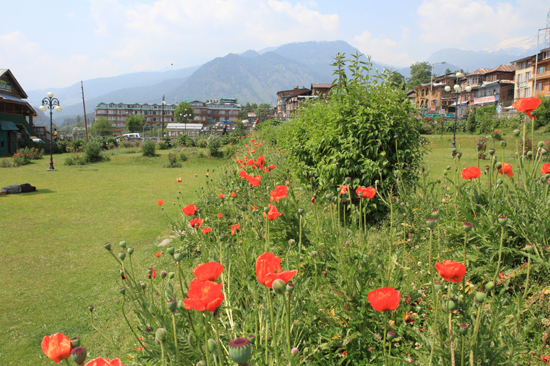 Pahalgam2 Klaprozen<br><br> 0720-Pahalgam-Kashmir-2987.jpg