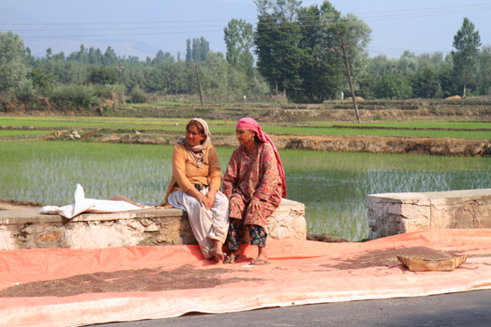 Srinagar1 Zaden worden gedroogd op de weg <br><br> 0790-naar-Srinagar-Kashmir-3023.jpg