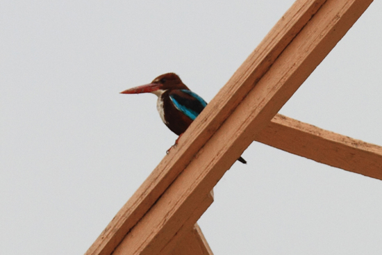 Srinagar1 Smyrna - ijsvogel, gespot vanaf de woonboot <br><br> 0870-Houseboat-Srinagar-Kashmir-3085.jpg