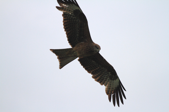 Srinagar1 Heel veel roofvogels te zien op het Nagin-meer <br><br> 0960-Nagin-Lake-Srinagar-Kashmir-3243.jpg