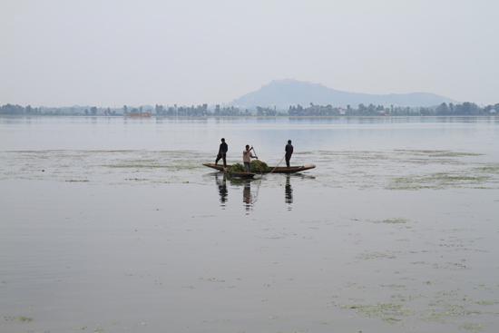 Srinagar2 Srinagar<br>Verwijderen van de vele waterplanten<br><br> 1080-Srinagar-3328.jpg