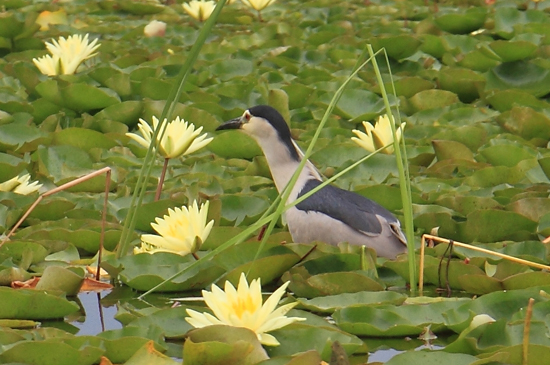 Srinagar2 Kwak met jong op de rug tussen de waterlelies<br><br> 1200a-Kwak-Nagin-Lake-Srinagar-3392.jpg