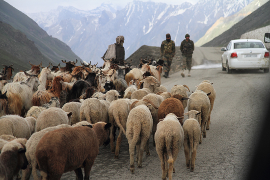 Zoji-La Schapen en geiten op de bergpas<br><br> 1710-Zoji-La-Pass-Kashmir-Ladakh-3766.jpg