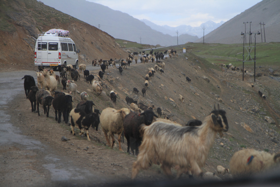 Zoji-La Straatbeeld in Ladakh<br><br> 1750-Zoji-La-Pass-Kashmir-Ladakh-3801.jpg