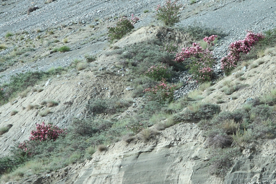 Lamayuru1 Mooie pastel tinten<br><br> 2030-Naar-Lamayuru-Ladakh-3973.jpg