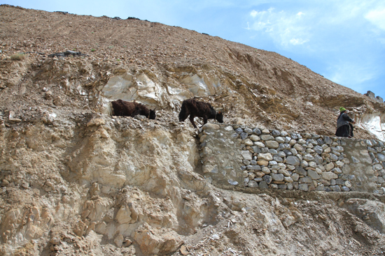 Lamayuru1 Yaks - niet zo heel vaak gezien tijdens de reis<br><br> 2130-Naar-Lamayuru-Ladakh-4052.jpg