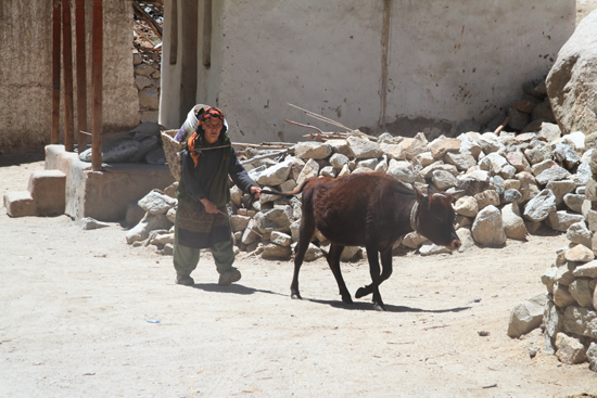 Chemday Streetlife rond Leh<br><br> 3230-Omgeving-Leh-4791.jpg