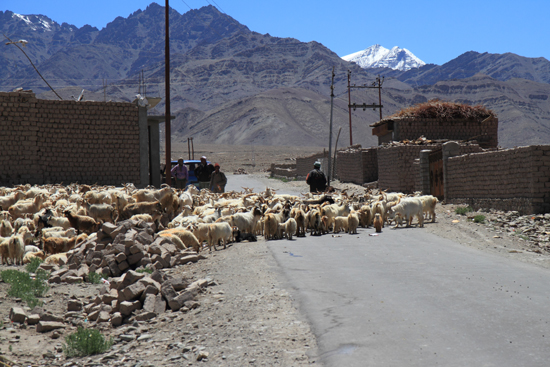 Matho Streetlife rond Leh - schaap- en geitenkuddes<br><br> 3340-Omgeving-Leh-4844.jpg