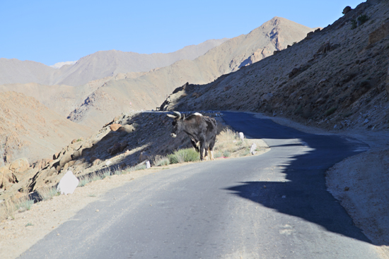 Khardung-La Een Dzo of Dzomo - kruising tussen yak en rund<br><br> 3510-Khardung-La-Pass-Ladakh-4944.jpg