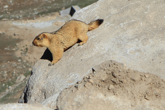 Khardung-La Marmot (ca. 50 cm)<br><br> 3540-Khardung-La-Pass-Ladakh-4965.jpg