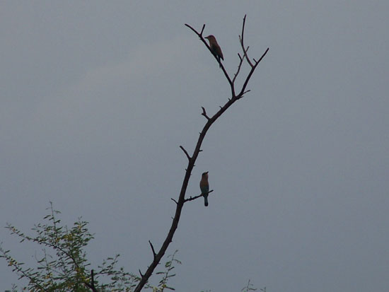 Bharatpur Keoladeo vogelpark Bharatpur-Keoladeo-vogelpark_3771.jpg