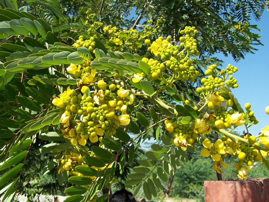 Pushkar  Bloemen_3487.jpg