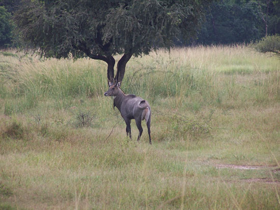 Bharatpur Keoladeo vogelpark Hert-Keoladeo-Park_3828.jpg