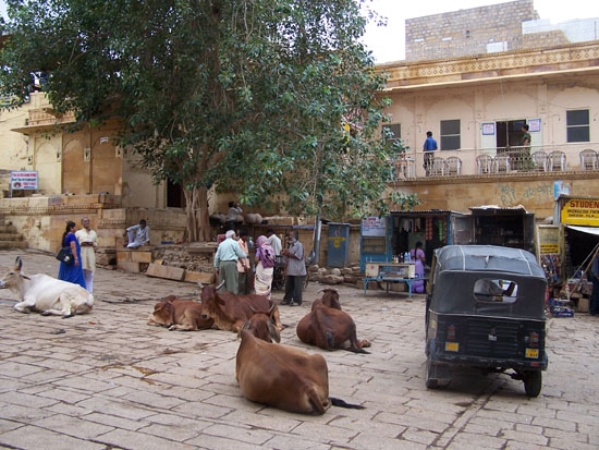Jaisalmer Stadsplein in het centrumKoeien en riksja's Jaisalmer-stadscentrum_2969.jpg