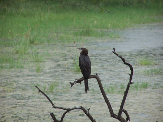 Bharatpur Vogelsoorten zijn me niet meer bekend,alle aantekeningen zijn in stortbui verloren gegaan Keoladeo-vogelpark-Bharatpur_3785.jpg