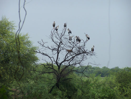Bharatpur Vogelkolonie Vogelkolonie-Keoladeo-Park_3794.jpg