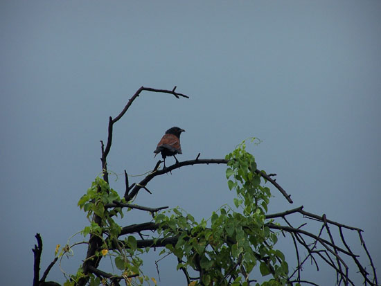 Bharatpur Mooie kleurige vogel Vogelsoorten-Keoladeo-Park-Bharatpur_3796.jpg