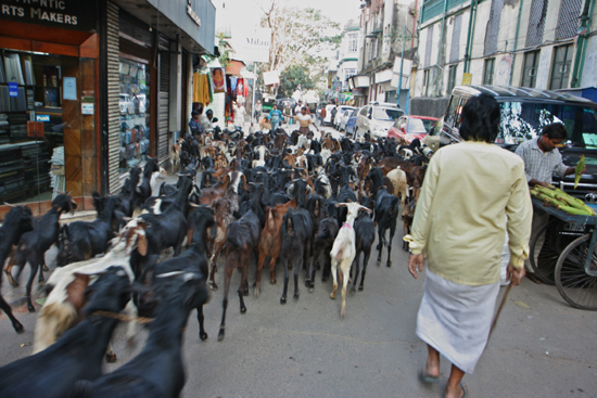 Kolkata2 Goats in the centre of Calcutta on the way to ?? Geiten in het centrum op weg naar ?? 1870_4276.jpg