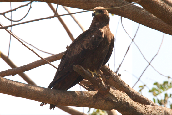 Adivasi-Tour1 Bird of prey near Chilika Lake Roofvogel bij het Chilika meer 2100_4402.jpg
