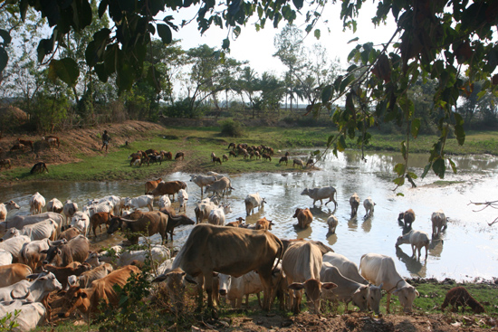 Adivasi-Tour1 Watering place for the cattle Drinkplaats voor het vee 2150_4424.jpg