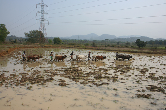 Adivasi-Tour2 Ploughing the rice-fields Het ploegen van de rijstvelden 2280_4538.jpg