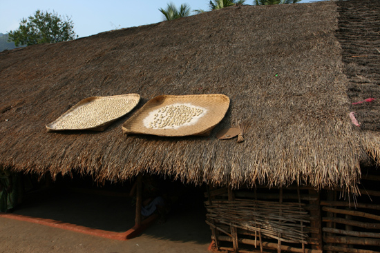 Adivasi-Tour2  Zaden worden te drogen gelegd op de daken 2320_4568.jpg