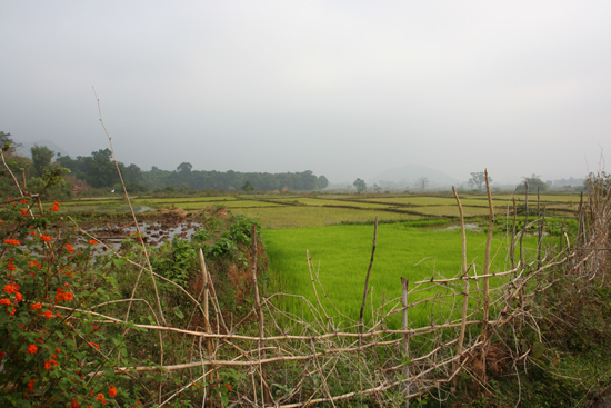 Adivasi-Tour3 Rice-fields around Bissam Cuttack Rijstvelden rondom Bissam Cuttack 2540_4787.jpg