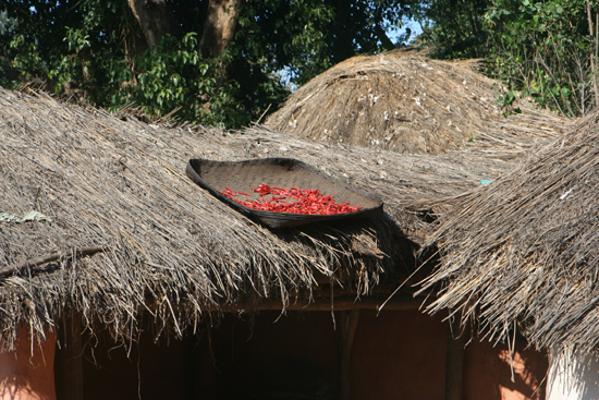 Adivasi-Tour6   2940_5158.jpg