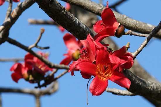 Adivasi-Tour7 Wild flower (bombax ceiba) Red silk Cotton Tree Indische kapokboomWild flower (bombax ceiba) Red silk Cotton Tree 3090_5307.jpg