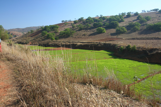 Adivasi-Tour7 Rice fields Rijstvelden, het blijft mooi  3100_5312.jpg