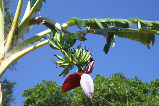 Adivasi-Tour7 Banana flower Bloeiende bananenplant 3130_5339.jpg