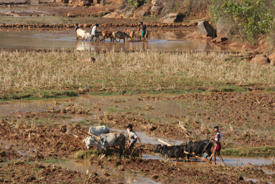 Adivasi-Tour8 Ploughing the rice-fields Ploegen van de rijstvelden 3290_5481.jpg