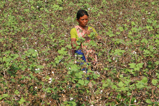 Gopalpur Cottonpicker on the way to Gopalpur on Sea at the coastof the Bay of Bengal KatoenpluksterOp weg naar de kust van de Golf van Bengalen 3550_5747.jpg