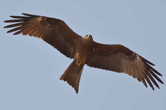 Gopalpur Bird of prey above Gopalpur on Sea Roofvogel boven Gopalpur on Sea 3570_5762.jpg