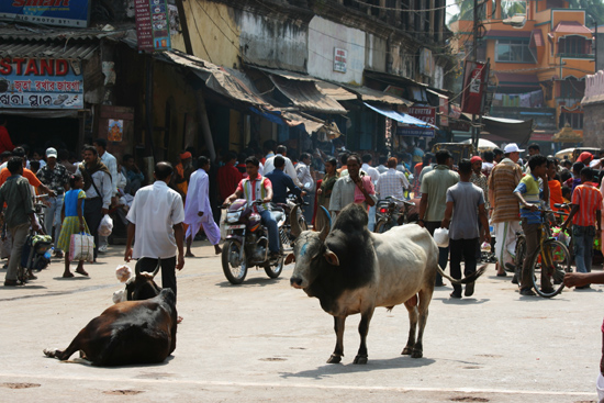 Puri Holy cows and bulls Heilige koeien en stierenForse exemplaren 3790_5937.jpg