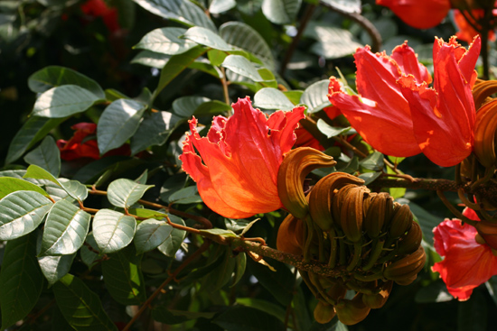 Konark   4020_6127.jpg