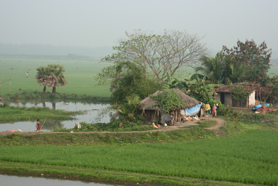 Kolkata1 Enormous rice fields seen from the train to Calcutta Enorme rijstvelden gezien vanuit de treinvan Orissa naar Kolkata/Calcutta  4050_6161.jpg