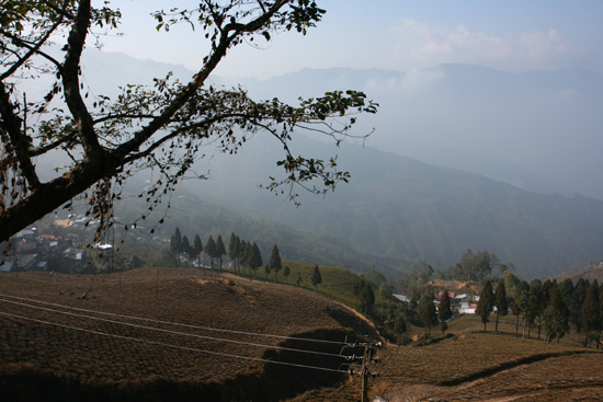 Darjeeling Theeplantages rondom Darjeeling<br><br> 0130_3393.jpg