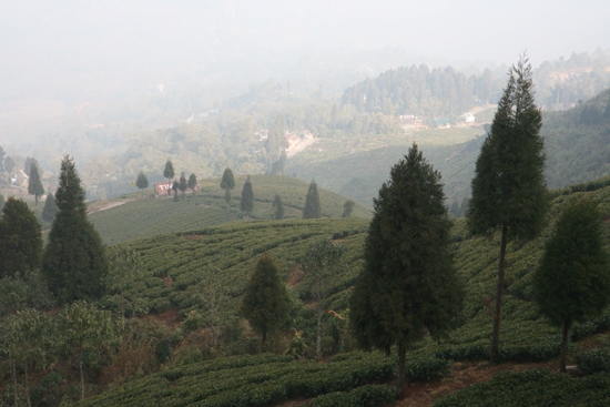Darjeeling Theeplantages<br><br> 0170_3421.jpg